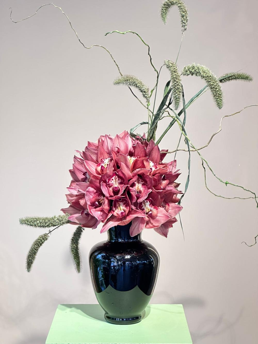 Cymbidium Only