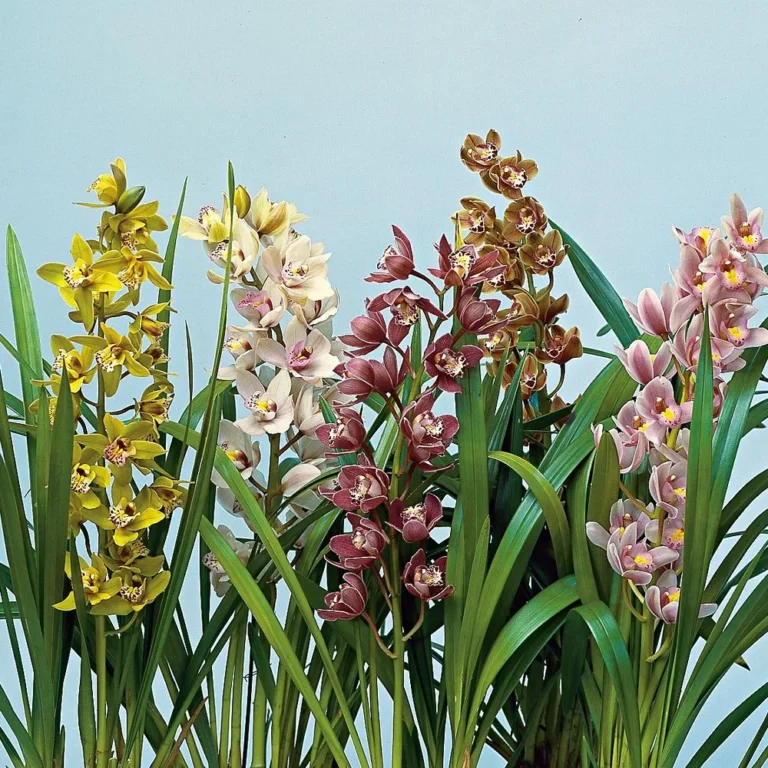Cymbidium Orkide Ne Zaman Çiçek Açar?