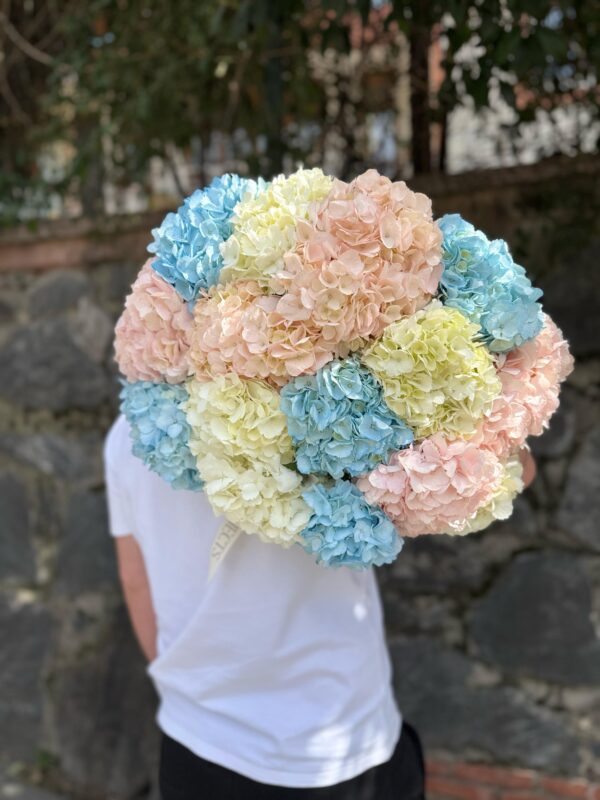 hydrange mix 1 hydrange mix 1