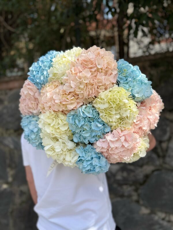 hydrangea 2 hydrangea 2