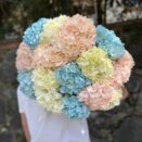 hydrangea 2