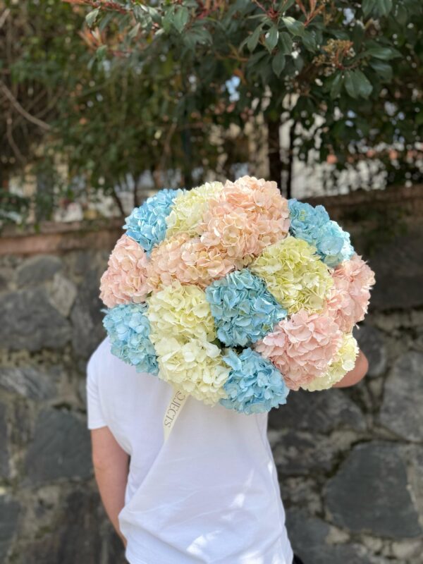 hydrangea 3