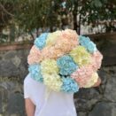 hydrangea 3