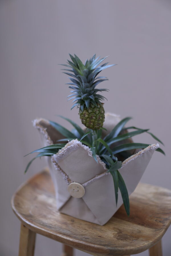 ANANAS 1