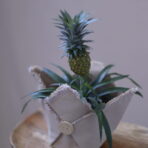 ANANAS 1