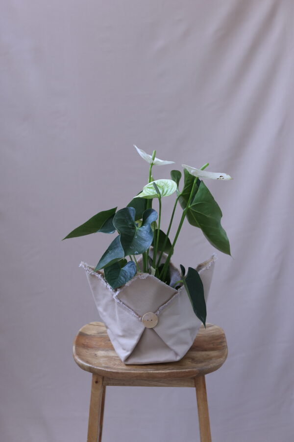 ANTHİRİUM WHİTE ANTHİRİUM WHİTE