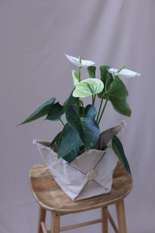 ANTHİRUM WHİTE 2 ANTHİRUM WHİTE 2