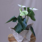 ANTHİRUM WHİTE 2