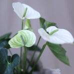 ANTHURİUM 6