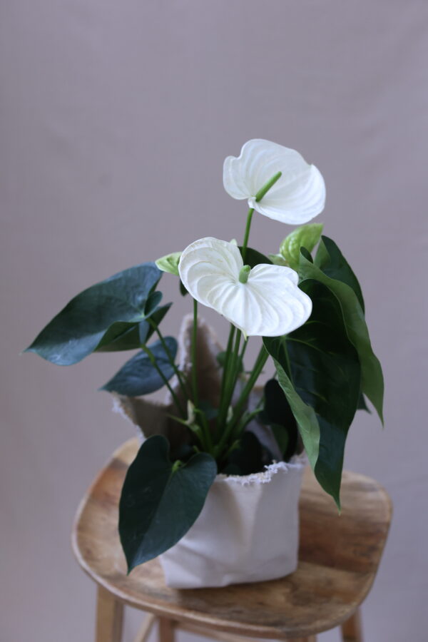 ANTHURİUM WHİTE 5 ANTHURİUM WHİTE 5