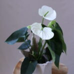 ANTHURİUM WHİTE 5