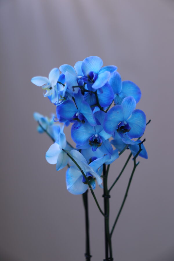 BLUE PHAP 1