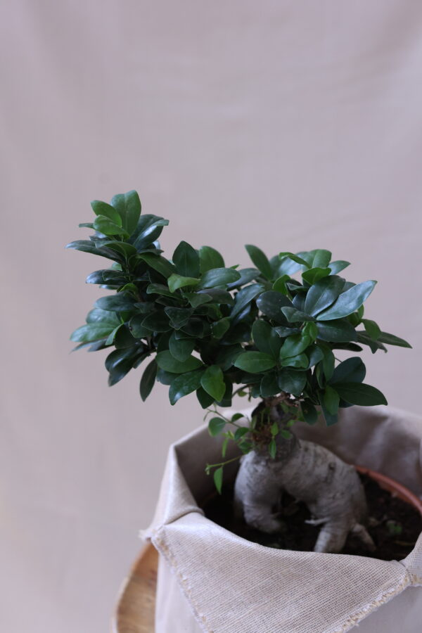 BONSAİ S - 1