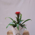BROMELİA 1