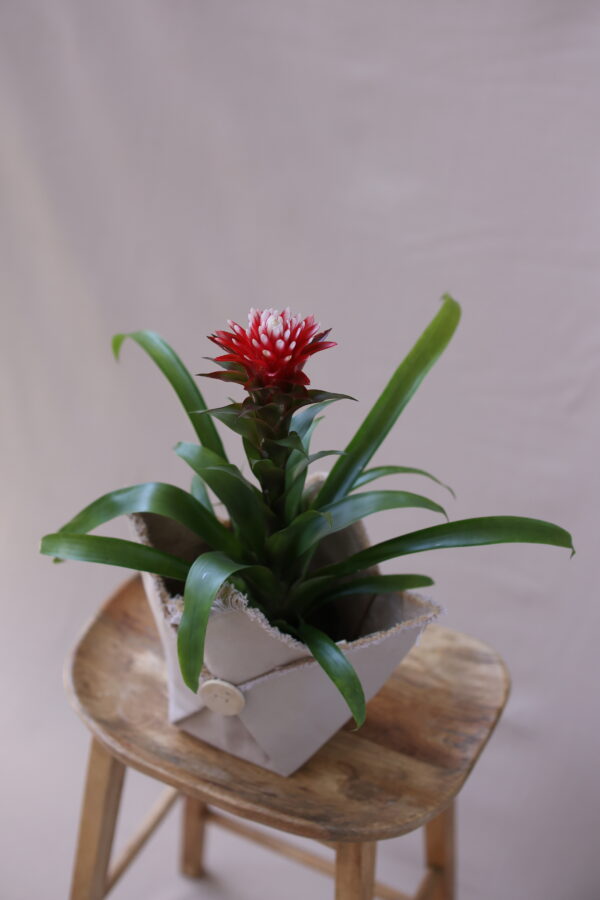 BROMELİA 2