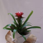 BROMELİA 2