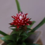 BROMELİA 3