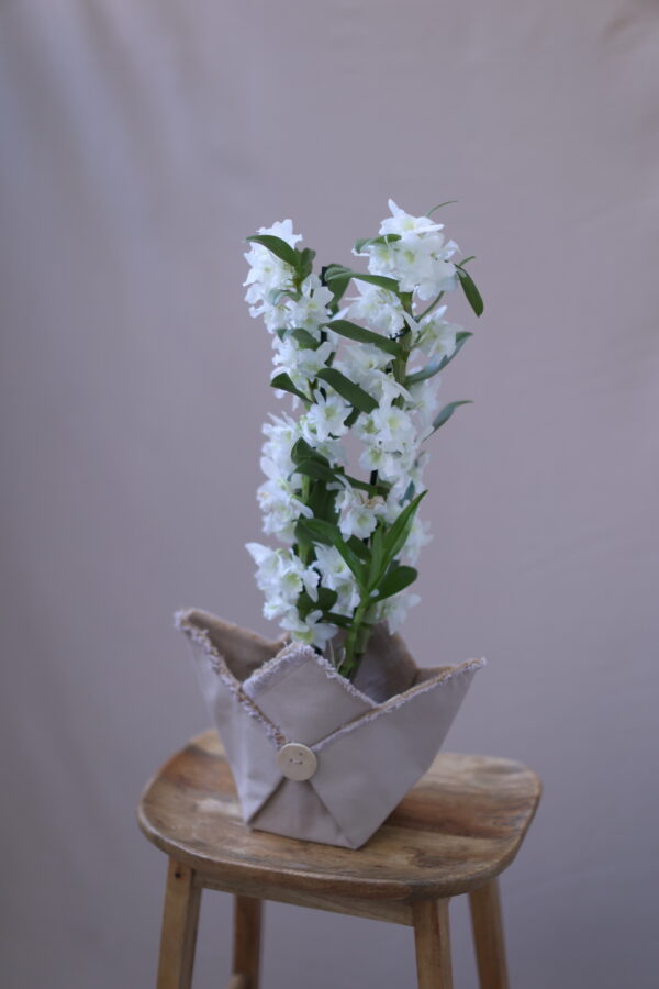 DENDORİUM 2 DENDORİUM 2