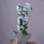 DENDORİUM 2