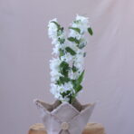 DENDORİUM 4
