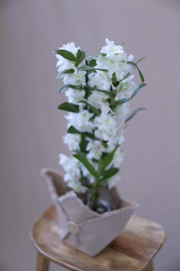 DENDORİUM 5 DENDORİUM 5