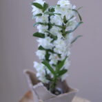 DENDORİUM 5