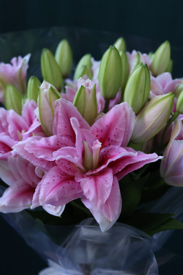 LILY DOUBLE 4 LILY DOUBLE 4