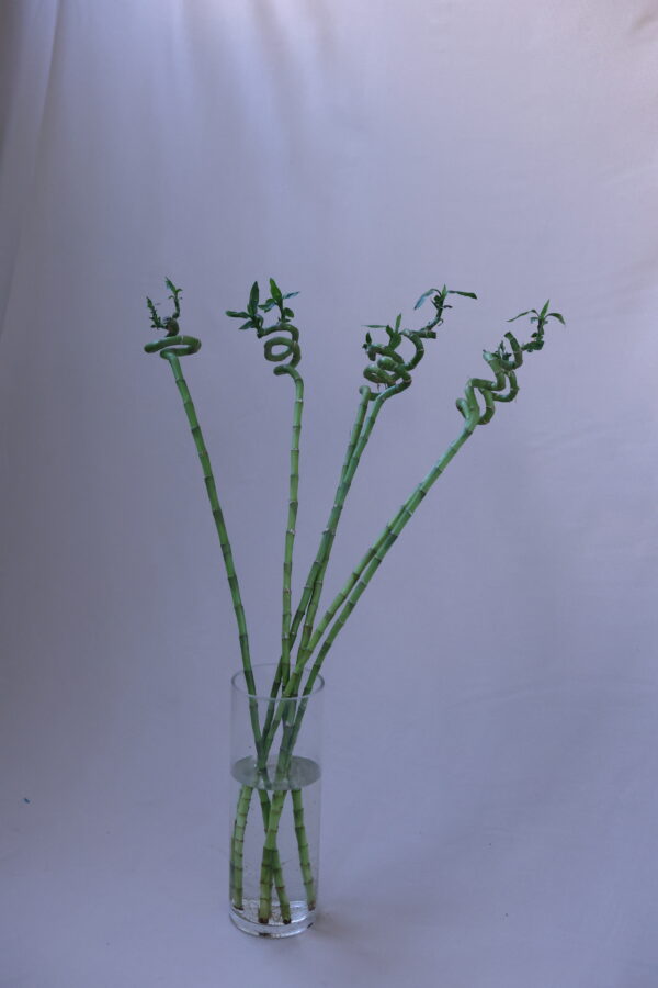 LUCKY BAMBOO 110 LUCKY BAMBOO 110