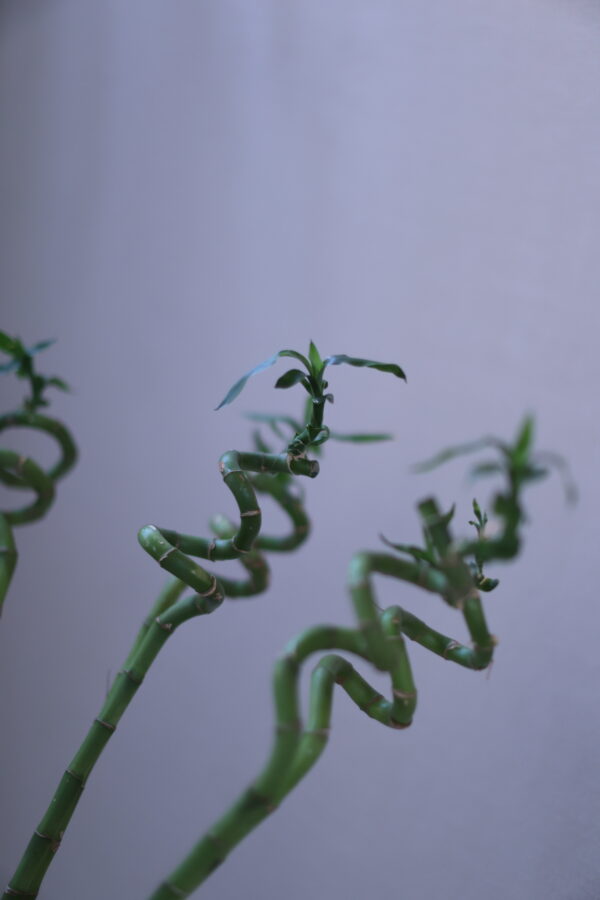 LUCKY BAMBOO 110 - 2