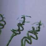 LUCKY BAMBOO 110 - 2