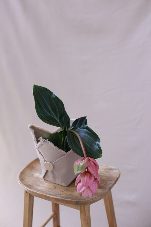 MEDİNELLA 2 MEDİNELLA 2