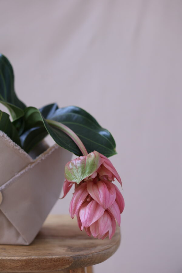 MEDİNELLA 3 MEDİNELLA 3