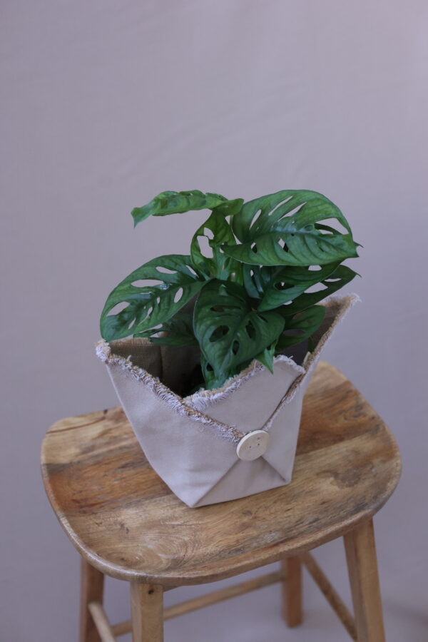 MONSTERA SPECİAL 1