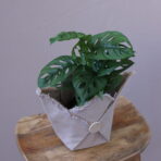MONSTERA SPECİAL 1