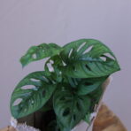 MONSTERA SPECİAL 6