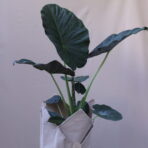 MONSTERA STANDART