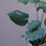 MONSTERA STANDART 2