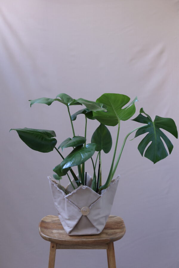 MONSTERA STANDART 5