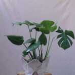 MONSTERA STANDART 5