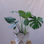MONSTERA STANDART
