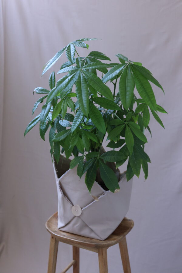 PACHİRA LARGE 2 PACHİRA LARGE 2