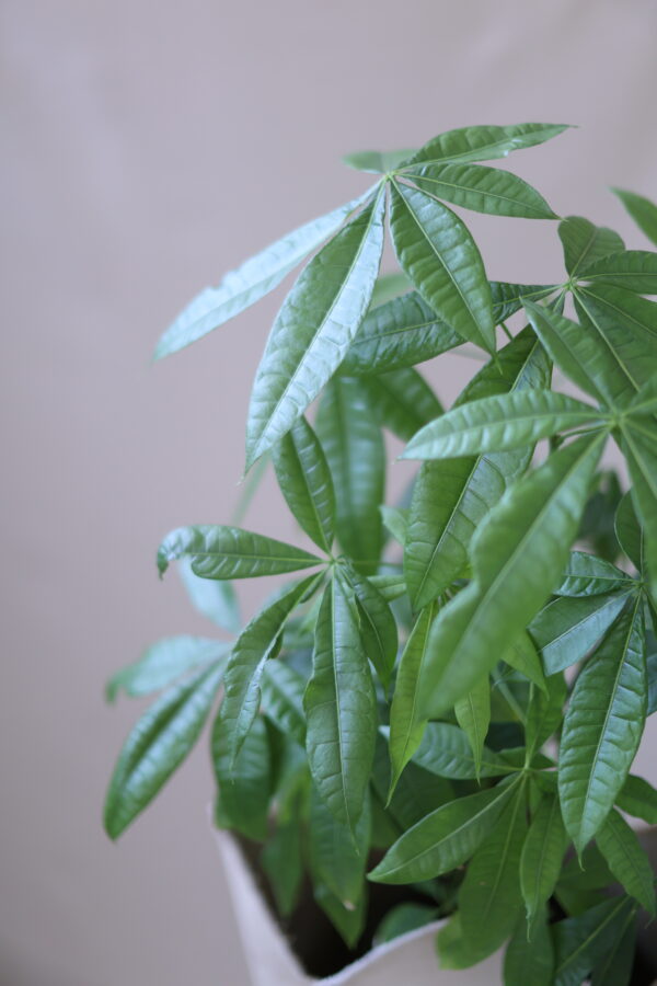 PACHİRA LARGE 3 PACHİRA LARGE 3