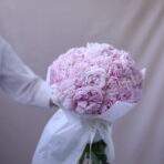PEONY STAR 51 - 2