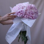 PEONY STAR 51 - 3