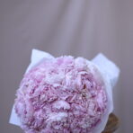 PEONY STAR 51 - 4 (1)