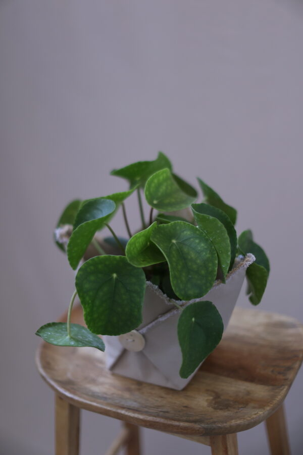 PILEA PILEA