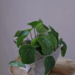 PILEA