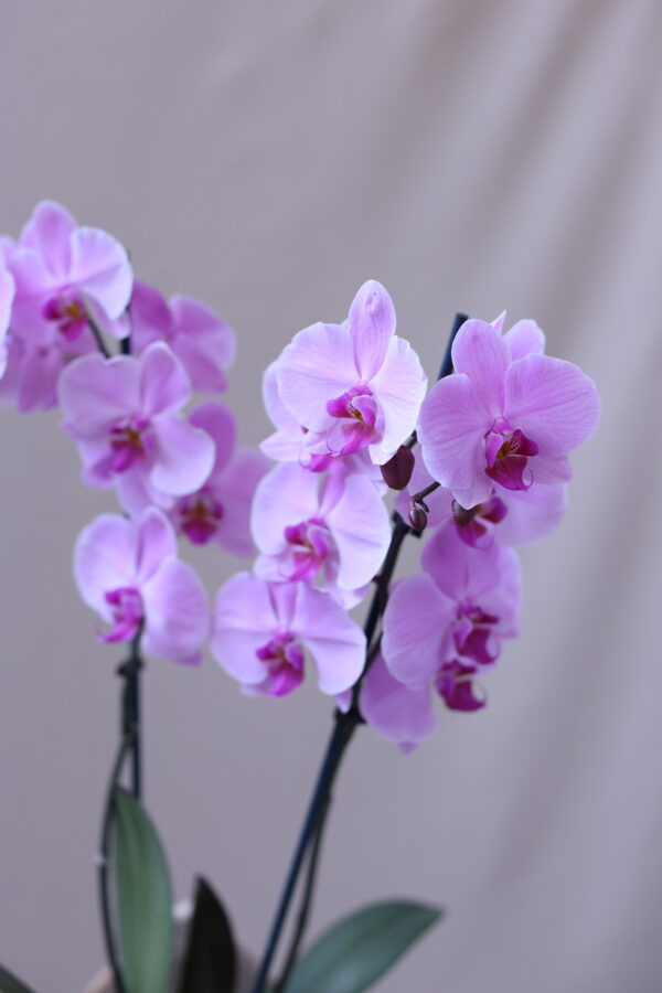 PİNK OF PHAP PİNK OF PHAP