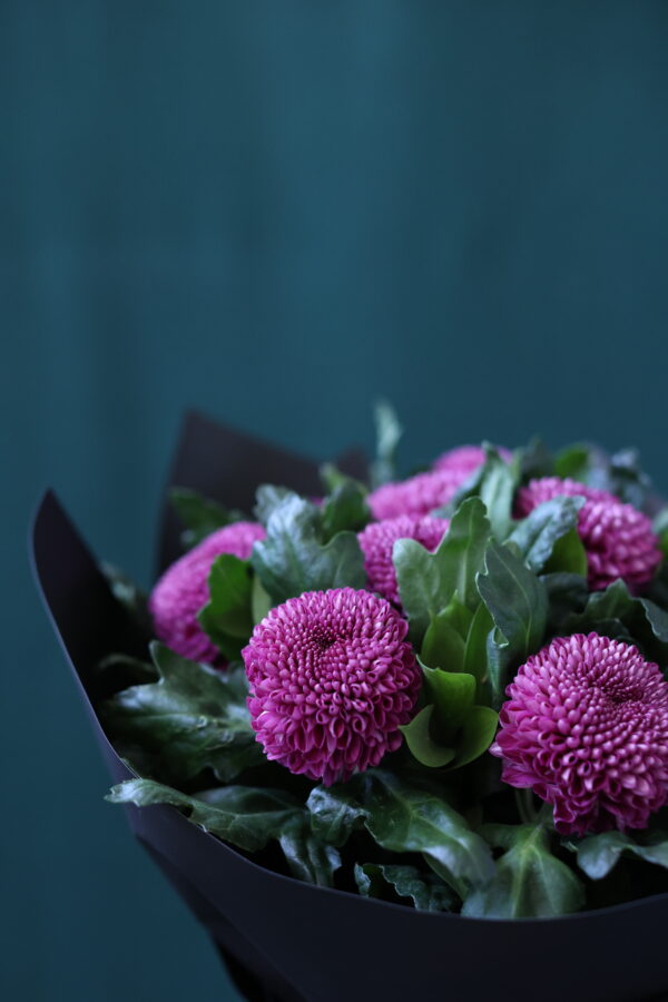 PONPON PURPLE 5 PONPON PURPLE 5