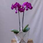 PURPLE OF PHAP 1